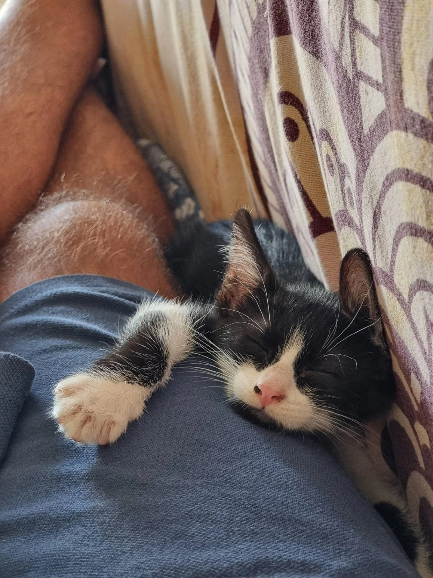 My new stray kitten. 